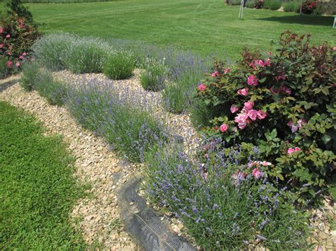 White Oak Lavender Farm | Lavender farm, Garden, Farm