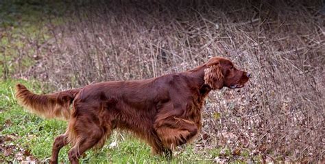 Irish Setter - Ultimate Upland Bird Dogs, pheasant and grouse hunting