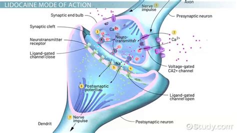 Lidocaine: Structure & Mechanism of Action - Lesson | Study.com