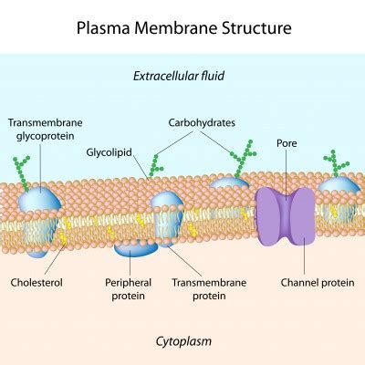 What Is The Function Of The Plasma Membrane? | Tutor Pace