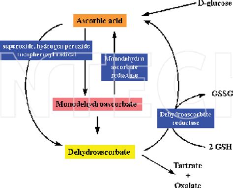 Synthesis and degradation of l-ascorbic acid in plant tissues [18 ...