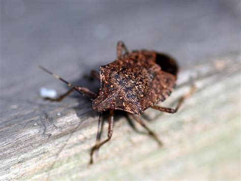 Tag - stink bug prevention tips