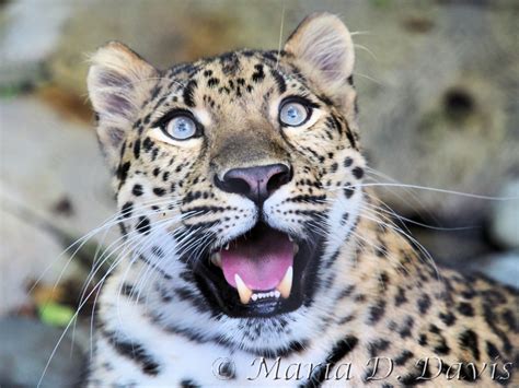 Fresh Amur leopard pictures - WildCats Conservation Alliance