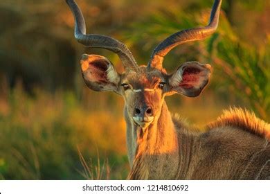 10,072 Kudu antelope Images, Stock Photos & Vectors | Shutterstock