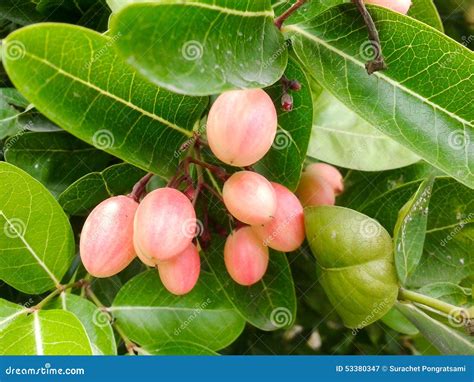 Karonda fruit stock image. Image of carandas, pink, sour - 53380347