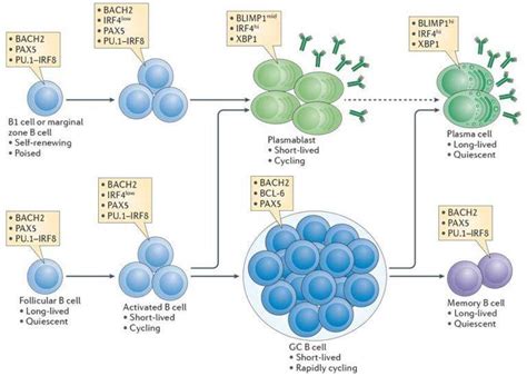 B Cell Activation and Plasma Cell Differentiation | Immunopaedia