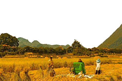 Farmer Harvesting Rice In Paddy Field, A Farmer, Paddy, Harvest PNG ...