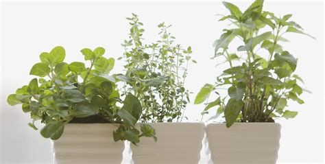 10 Best Indoor Herb Gardens - Indoor Herb Growing Kits