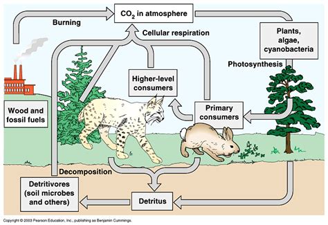 Carbon Cycle and Oxygen Cycle - MiasriMorals