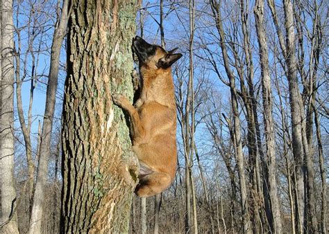 2-6-12 Tree climbing dog? | Malinois hund, Belgischer schäferhund, Schäferhunde