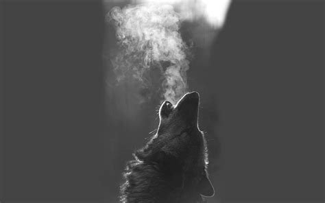 Grey Wolf Howling Wallpaper