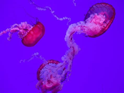 Jellyfish- Ripley's Aquarium | Planet Jellies Exhibit at Rip… | Flickr