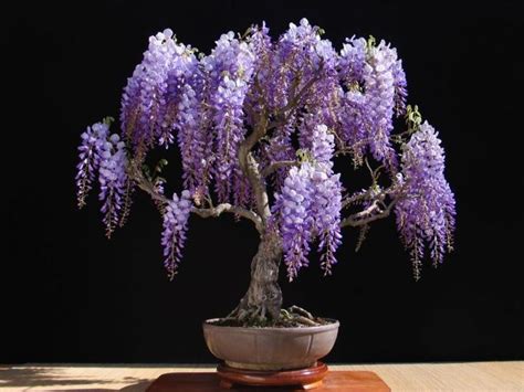 Chinese Wisteria Tree Bonsai