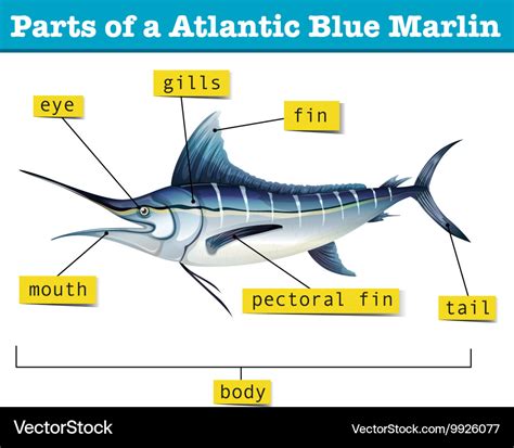 Diagram showing parts of atlantic blue marlin Vector Image