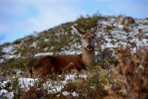 Virus may have caused mysterious foot disease in Chile’s rare huemul deer