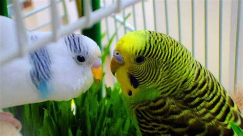 If you want to get into breeding budgies or parakeets, everything you need to know is here.Tip ...