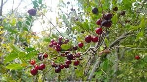 Cherry Pitanga Jambo Tree (Eugenia Repanda) — Crisp Farms