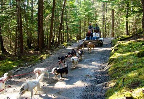 Skagway Dog Sledding & Glacier Flightseeing Helicopter Tour | Dog sledding, Skagway, Dog adventure