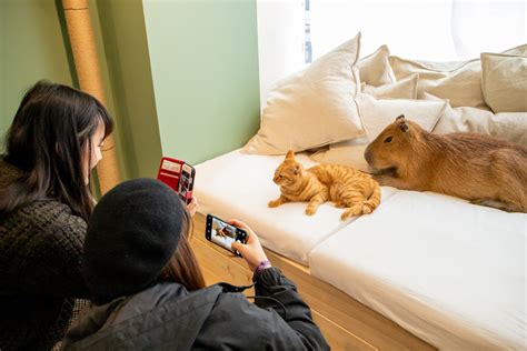 Japan’s first-ever capybara cat cafe opens in Tokyo | SoraNews24 -Japan ...