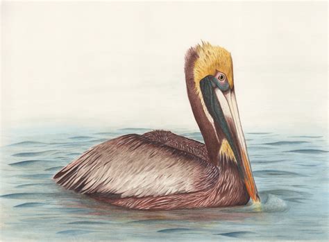 Brown Pelican Drawing at GetDrawings | Free download