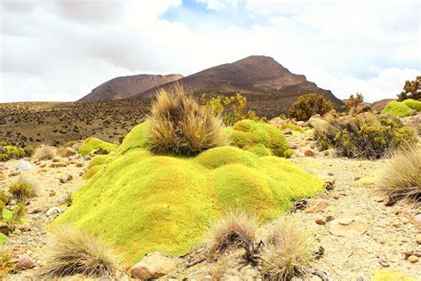 Atacama Desert Plants - Gardenerdy