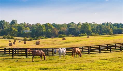 Horse Farm Names - Helpful Horse Hints