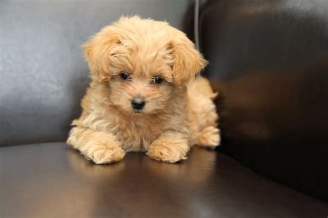 Pomapoo (Pomeranian-Poodle mix) Info, Temperament, Puppies, Pictures