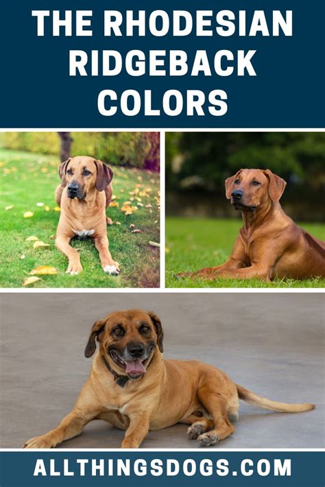 Rhodesian Ridgeback Colors | Rhodesian ridgeback, Lion dog, Dogs