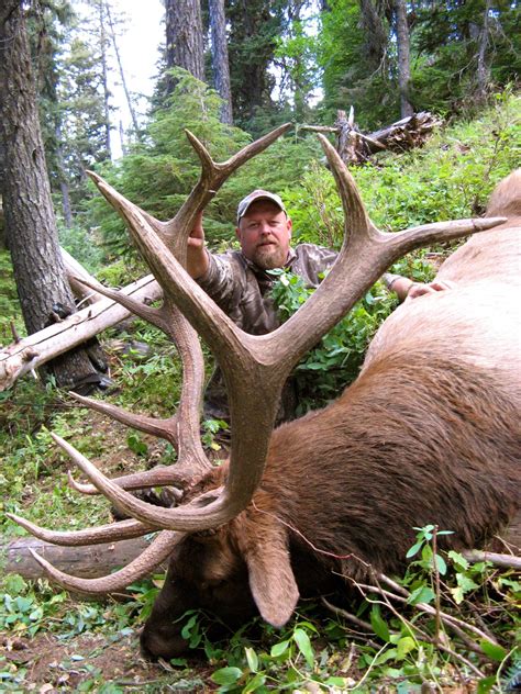 Best Archery Elk Hunts | Montana Hunting Outfitter