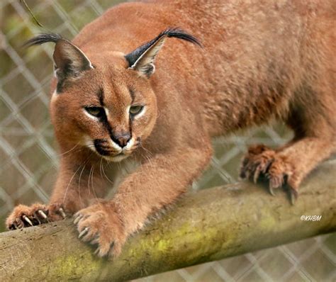 Caracal Claws by Mararda on DeviantArt