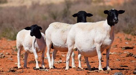 Black Head Sheep Breed Information, History & Facts - SheepCaretaker