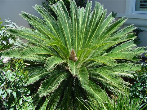 Real World Gardener Beautiful Cycads in Plant of the Week