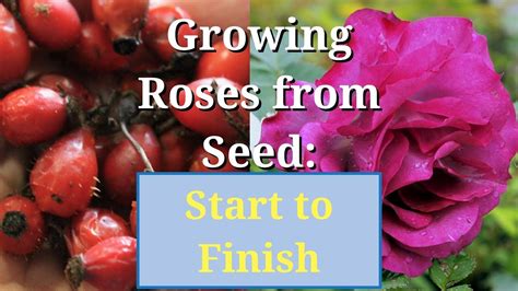 Can You Grow Roses From Seeds