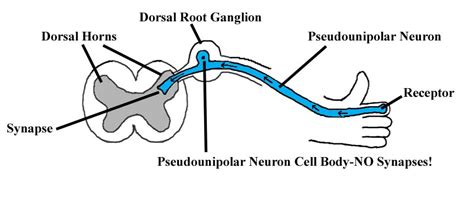 Dorsal Root Ganglion Function on MCAT | Student Doctor Network