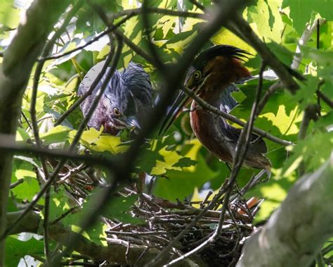 Green Heron at Radnor Lake - Friends of Radnor Lake