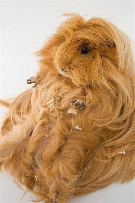 Guinea pig breed Sheltie — Stock Photo © Olesya22 #93561332