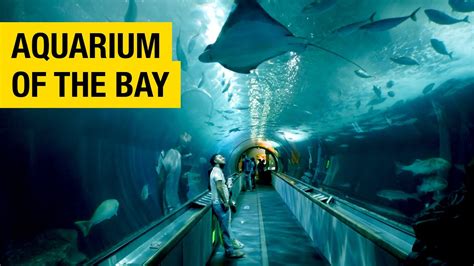 Aquarium Of The Bay Photos Retail | gbu-presnenskij.ru