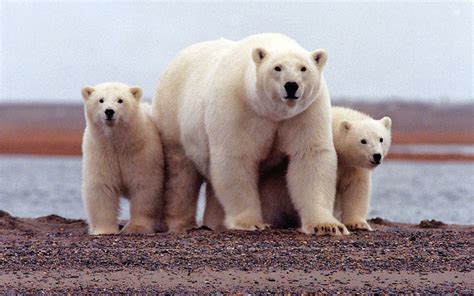 White Polar Bear With Two Young Bears Grown Wallpaper With Widescreen Free Download 2560x1600 ...