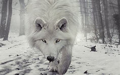 445 Hd Wallpaper Of White Wolf Pictures - MyWeb