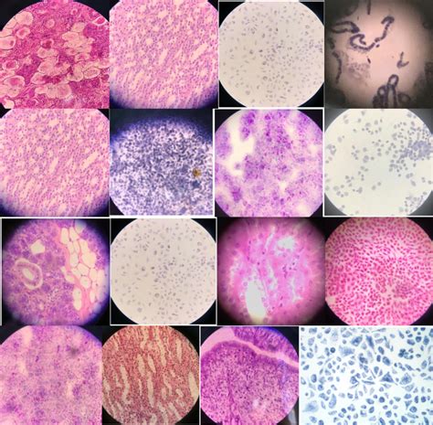 Cytology- Slides Variations Diagram | Quizlet