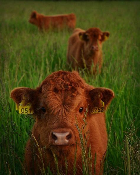 21 Highland Cattle Calf Photos to Bring a Smile to Your Day in 2020 | Cow photos, Cute baby cow ...