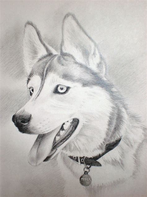 Charcoal Drawing Siberian Husky | Husky Drawing A husky named myka ...