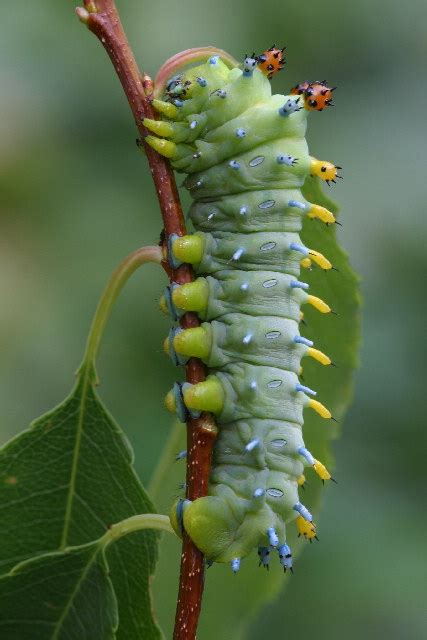 Cecropia Moth Life Cycle - Hyalophora cecropia