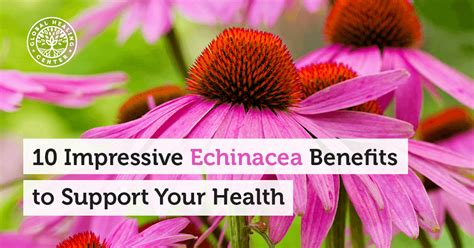 10 Impressive Echinacea Benefits to Support Your Health