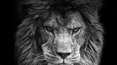 Free download Lion Roar Iphone Wallpaper Wallpapers Background [2048x2048] for your Desktop ...