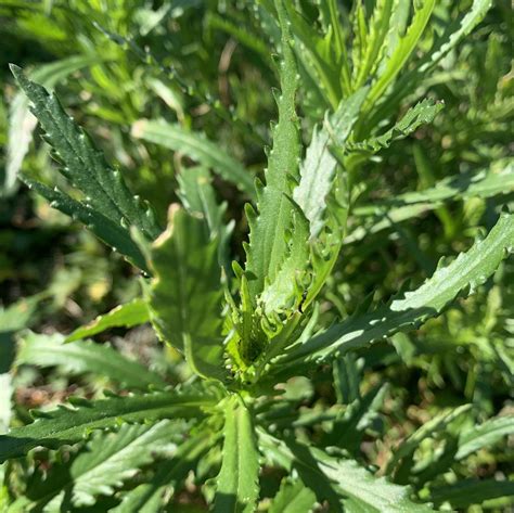 Plant – Variable Groundsel – Barwon Bluff