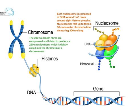 Epigenetic Mechanisms in Psychiatric Disorders