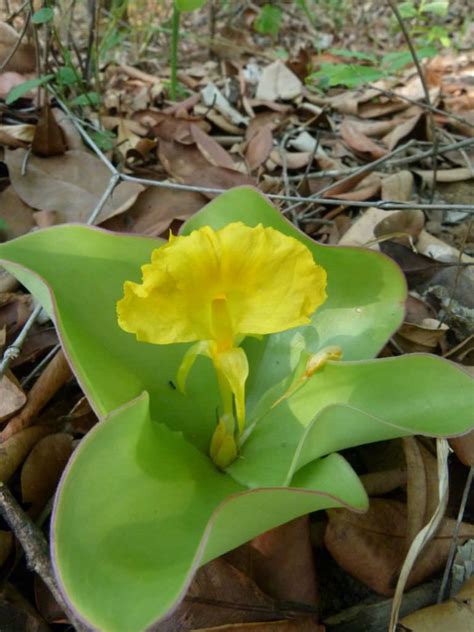 Costus spectabilis (Yellow Trumpet) is a herbaceous, perennial plant ...