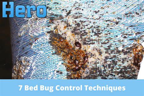 7 Bed Bug Control Techniques And Benefits