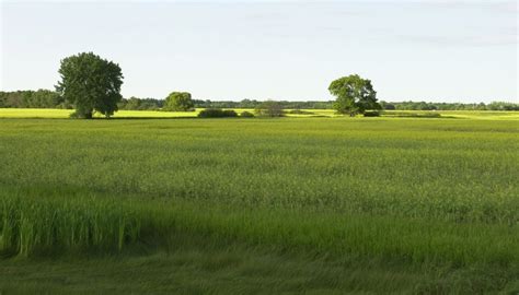 Landforms and Natural Resources of the Coastal Plain | Sciencing